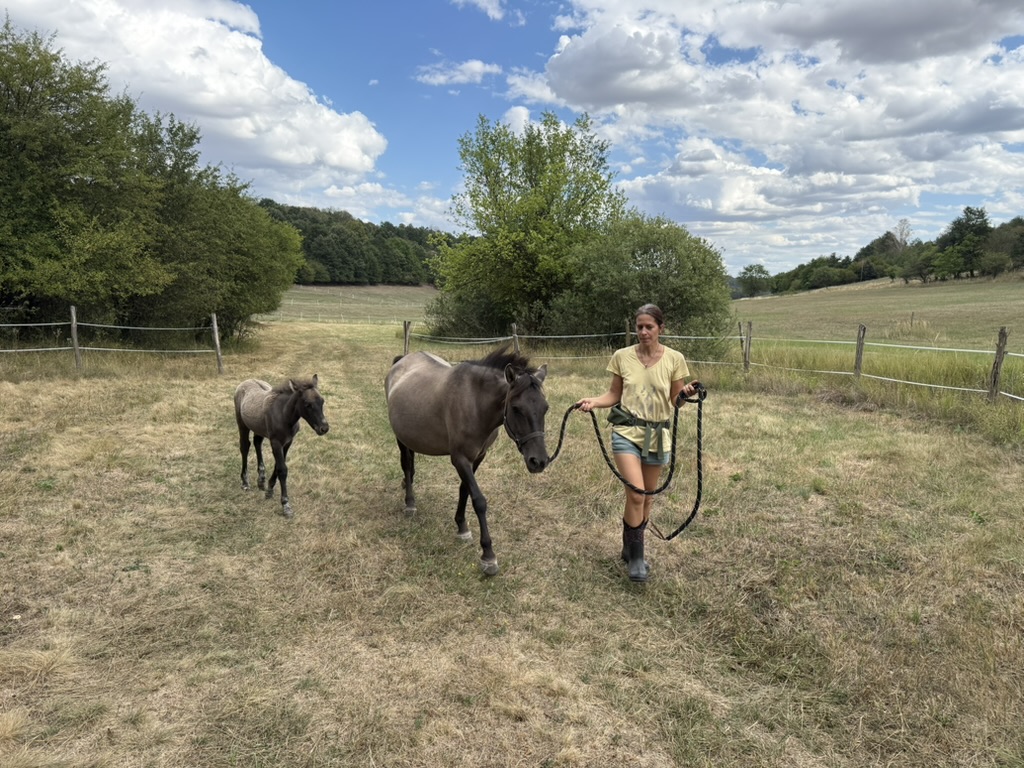 Kobyla koníka so žriebäťom na farme