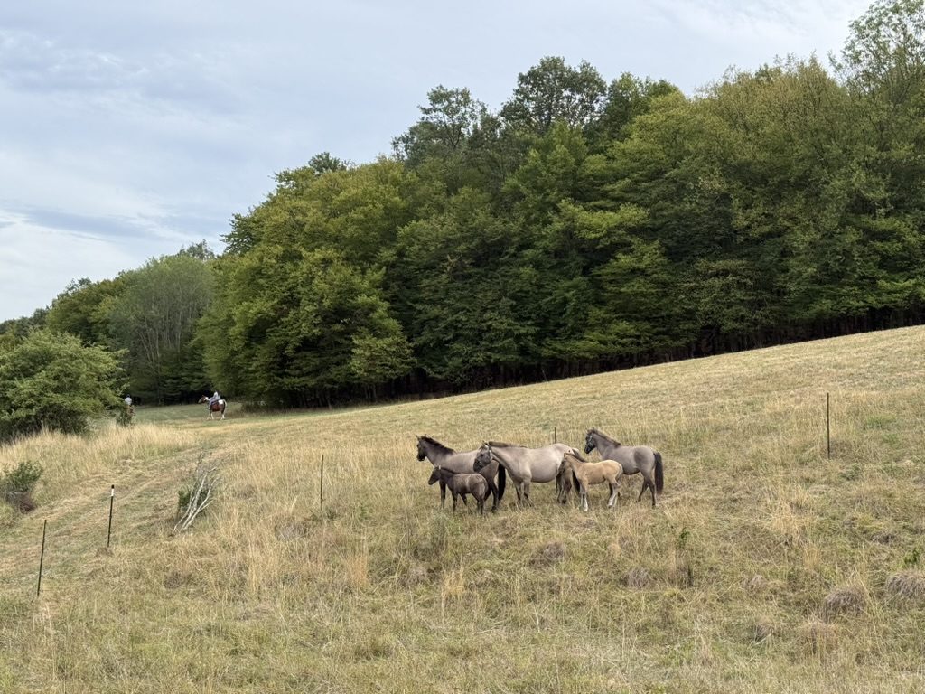 Stádo koníkov so žriebätami na pasienku pri lese